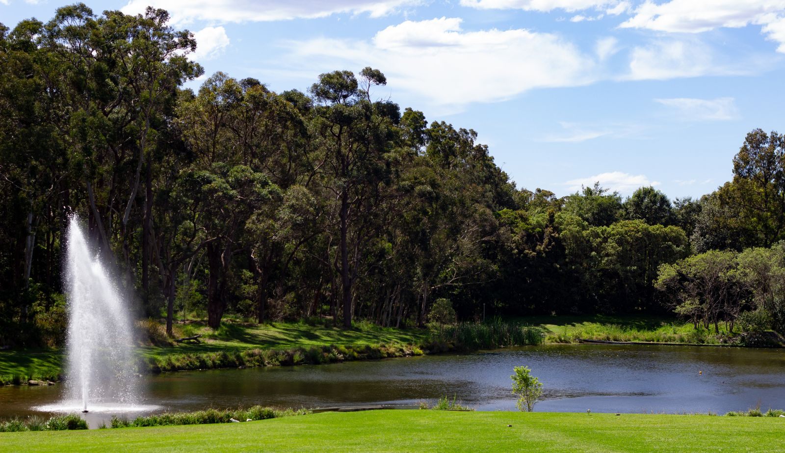 A fountain spraying above a park pond, with a mown lawn and a wall of trees behind
